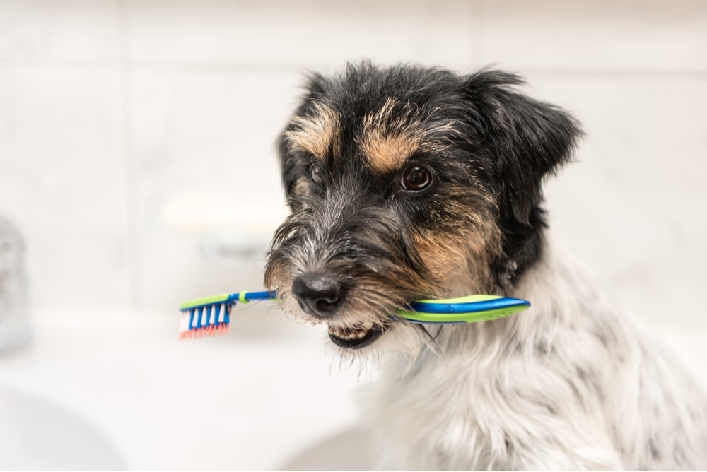 Toothbrush in a little dog's mouth Sutton Place Dental Associates