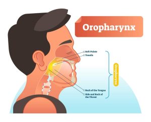 Anatomy of the Oropharynx