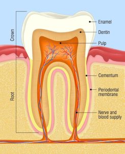 Image illustrating a cross section of a human tooth