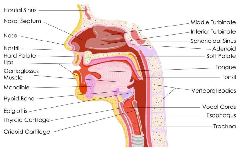 soft-palate-sutton-place-dental-associates